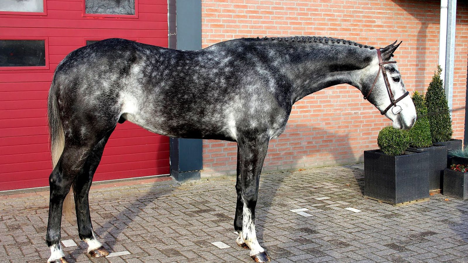 German Warmbloods For Sale German Choices