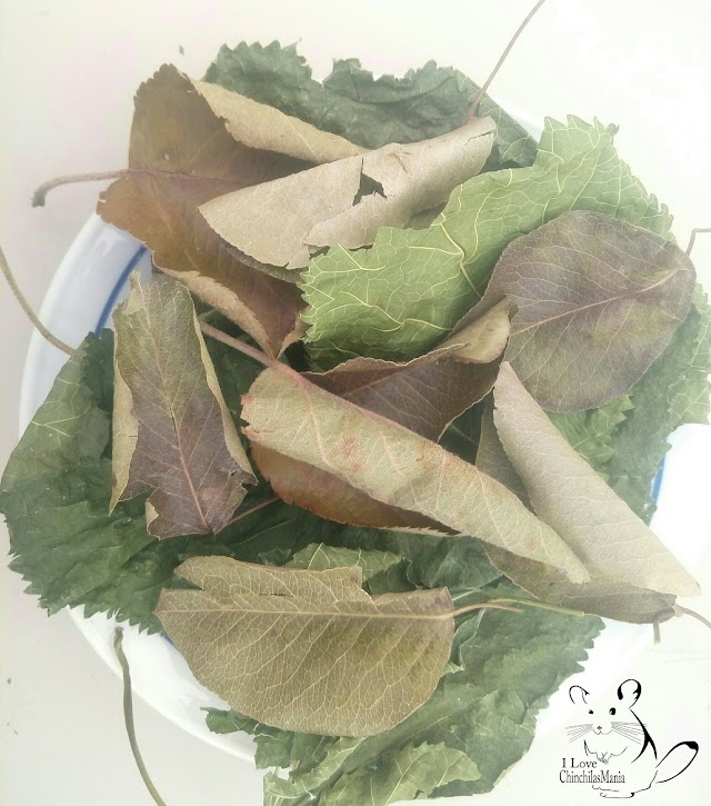 Saga Petiscos Saudáveis e Naturais