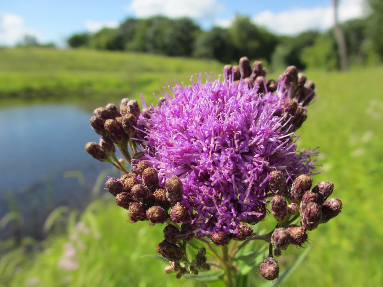 T h e | D e e p | M i d d l e: Oh, Prairie Flowers!