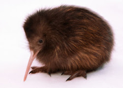 kiwi bird birds animal facts chick kiwis adorable nz wallpapers fanpop fuzzytoday animals why info fly funny types pet utopia