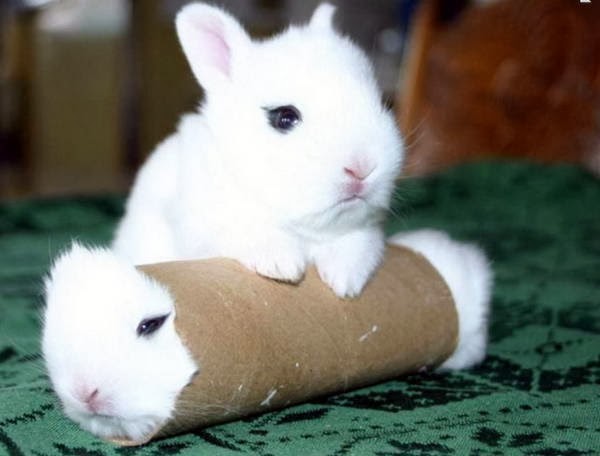 Funny animals of the week 7 February 2014 (40 pics Funny animals of the week 7 February 2014 (40 pics