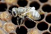 Βρέθηκε τι σκοτώνει τα μελίσσια: Η έρευνες έδειξαν κάτι πολύ χειρότερο απο αυτό που περίμεναν...