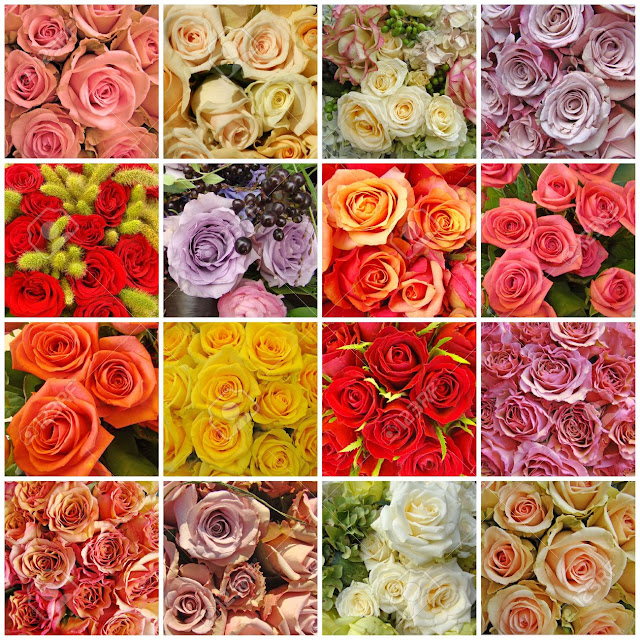 A Dozen Interesting Facts about Roses Search