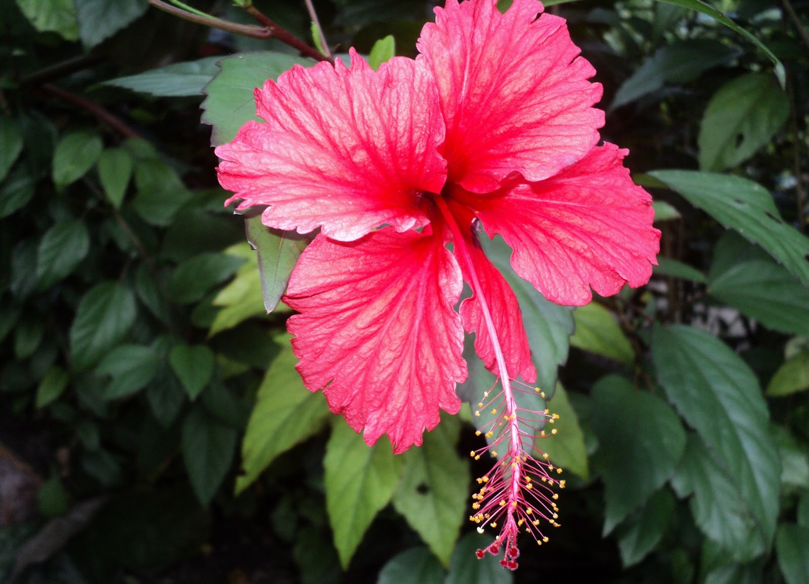 Hibiscus ~ Flowers World