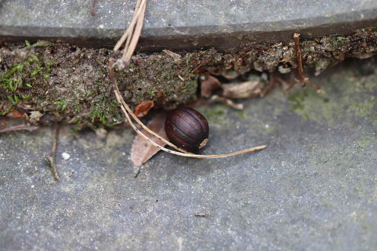 구례 화엄사