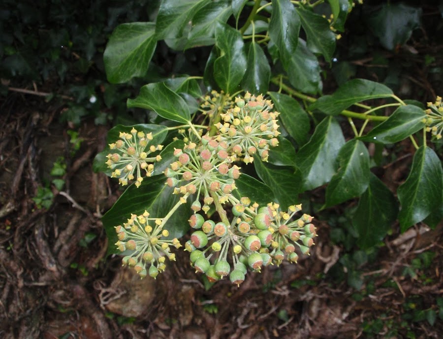hiedra con flores