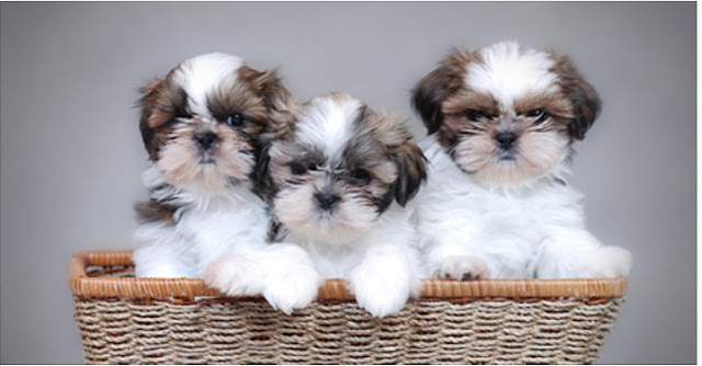 8 Doenças que você pode obter do seu Shih Tzu