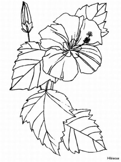 ibisco coloring pages-#24