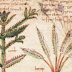 Medicine Was From Plants During Biblical Times