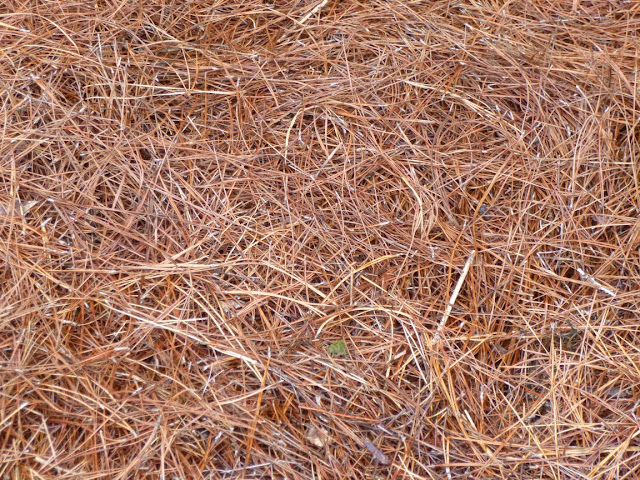 Soil Types Under Pine Needles 17