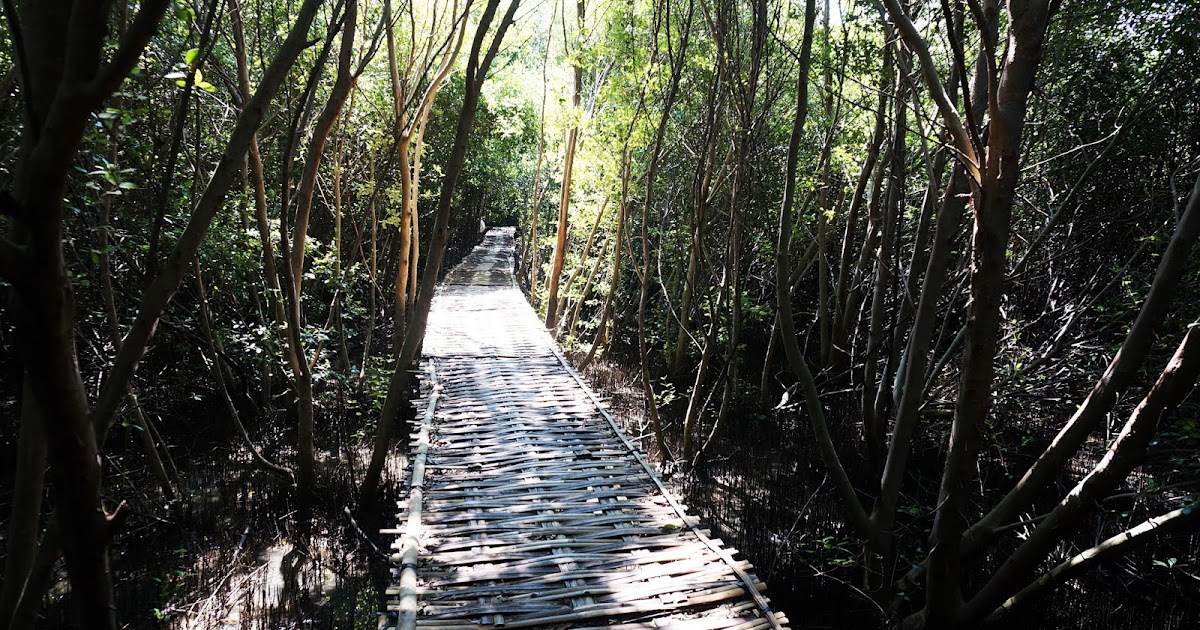 Hutan Mangrove Karangsong Indramayu Jawa Barat wisata