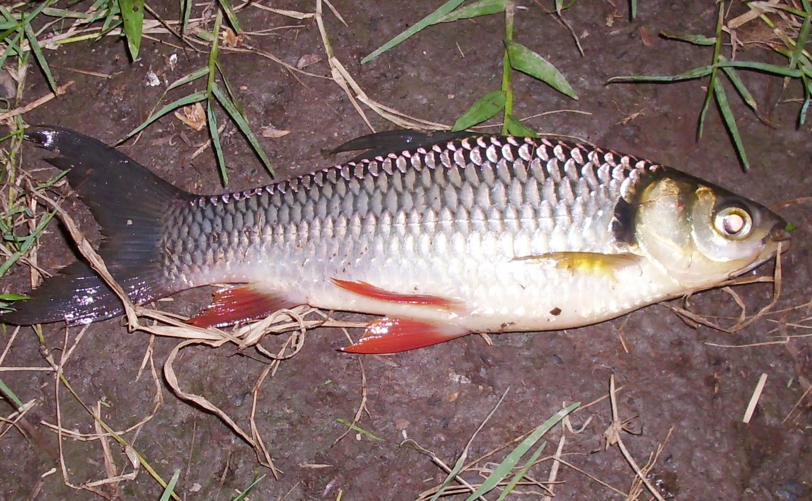 Ikan Jelawat