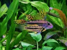 Cíclido Enano de Agassizii Cíclido Enano de Agassizii