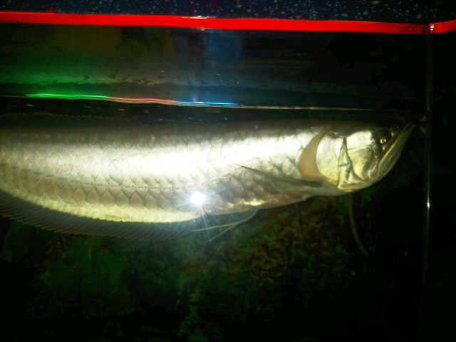 Jenis-Jenis Ikan Arwana Dragon Fish Pembawa Hoki ...