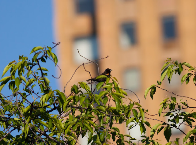 Red-winged Blackbird - Central Park, New York
