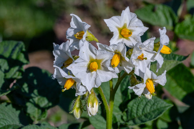 La planta de la patata (Solanum tuberosum)