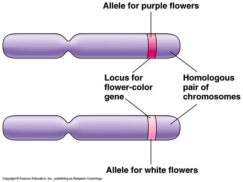 127 Chromosomes Dna Genes And Alleles Biology Notes For Igcse 2014