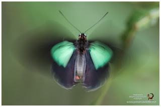Butterfly (Lepidoptera)