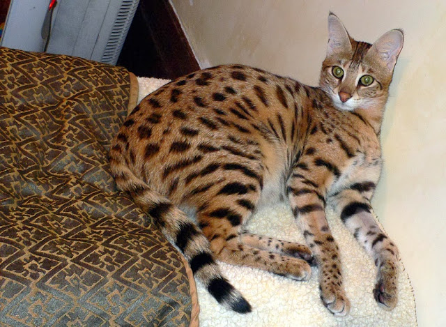 A Fully Grown Savannah Cat