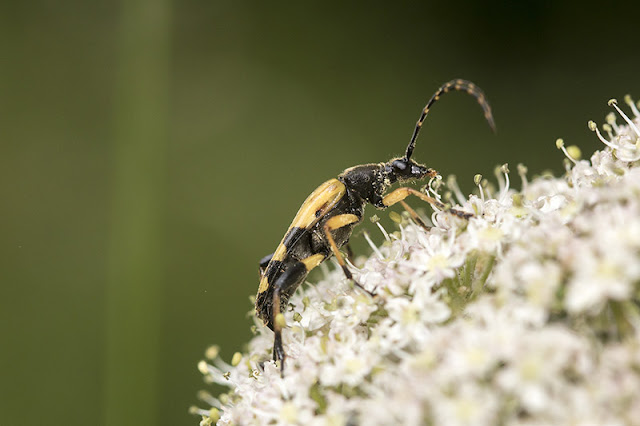 Side view of Black & Yellow Longhorn Beetle Side view of Black & Yellow Longhorn Beetle