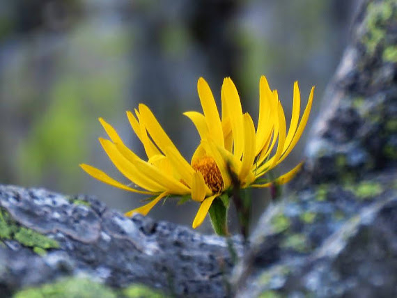 Omieg kozłowiec (Doronicum clusii (All.) Tausch) omieg