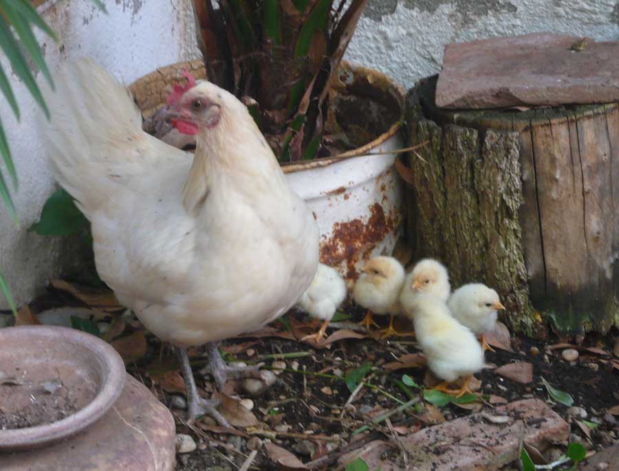 Cuanto Tiempo Demora Una Gallina En Sacar Pollitos