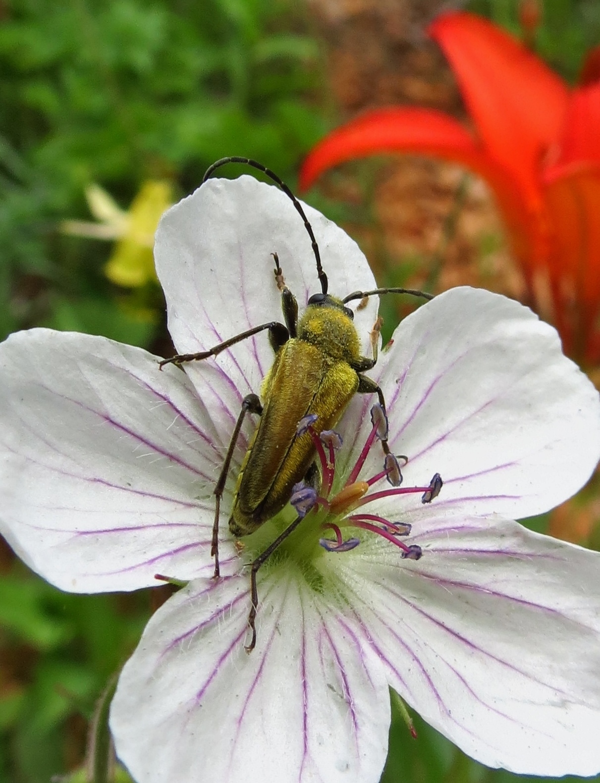 Flora montana: Wild Geranium
