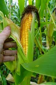 corn-718979.jpg