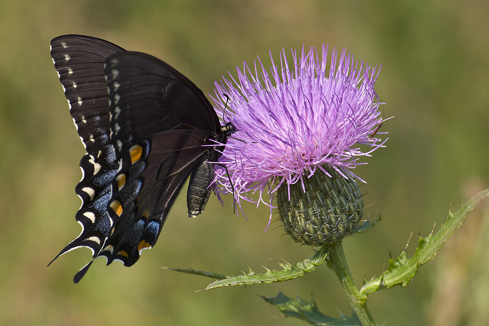 MPG Photo Creations Kansas Butterflies