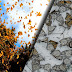 The Monarch Butterfly Is Facing Its Entire And Irreversible Extinction With A 99.4% Decline
