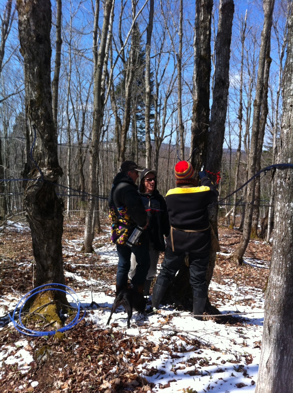 Séjour à Montréal Visite d'une érablière!