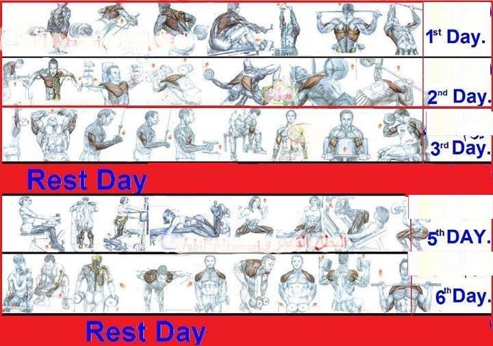SEARCH AND BUY THIS PRODUCT Are You Looking Out For a Good Gym Workout Plan That Gives