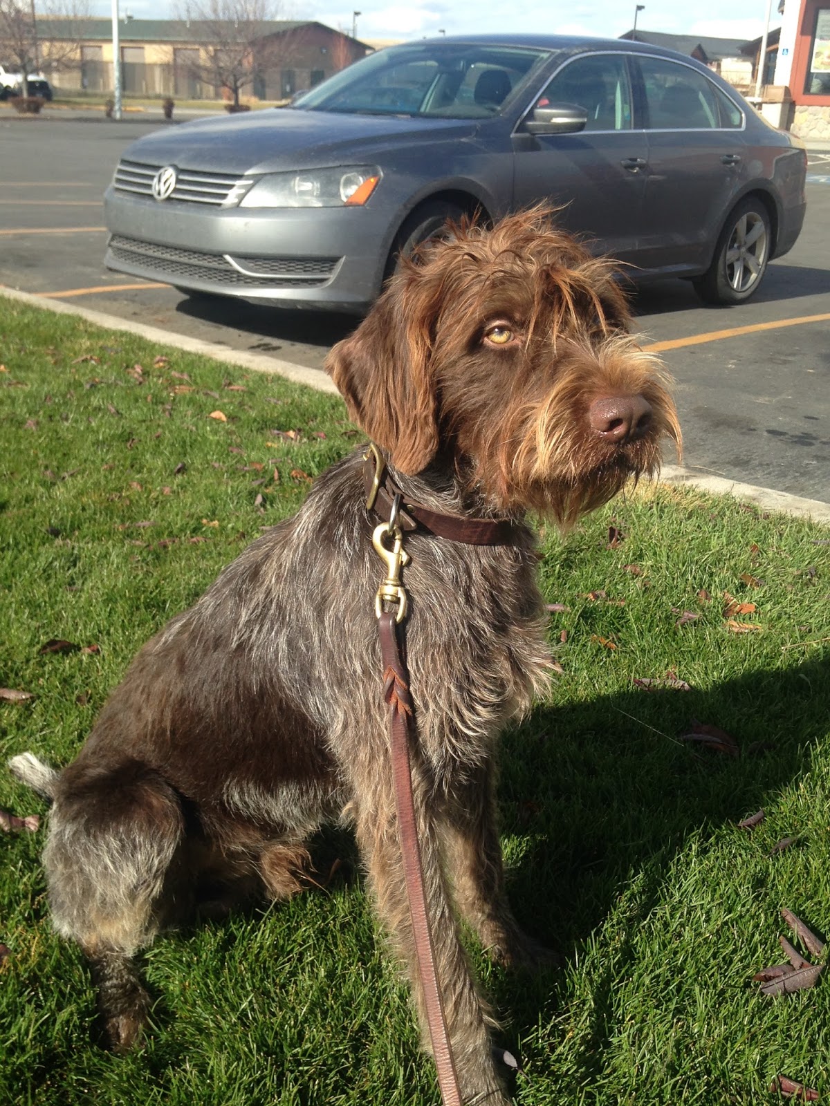 Broken Bow Kennels Big News!!