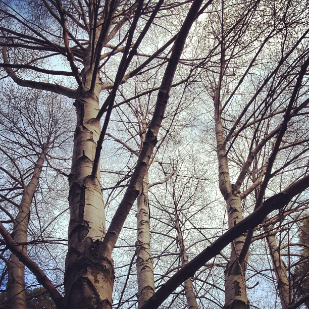 naked trees, branches, blue sky