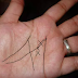 If You Have This Letter "M" On Your Palm, You Are Lucky - Here's Why