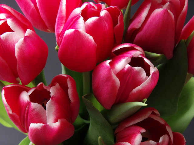 Pink tulips blooming in spring