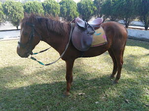 Manipuri Pony