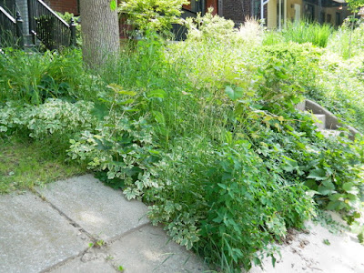 Palmerston Toronto Front Garden Cleanup before by Paul Jung Gardening Services Palmerston Toronto Front Garden Cleanup before by Paul Jung Gardening Services