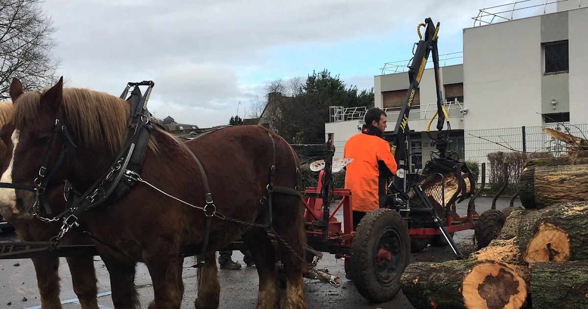 GARGENVILLE NOTRE VILLE Harlay Paysages, abattage d'arbre, élagage