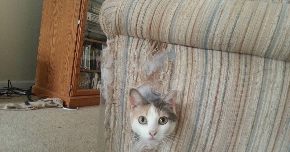 Dr. Futonberg's Product Futons & Sofa Beds How to