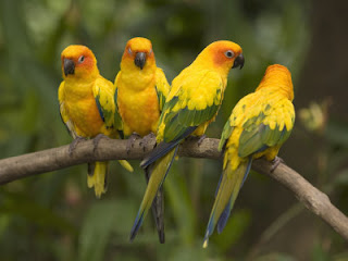two brightly colored parakeets with red green blue and yellow feathers