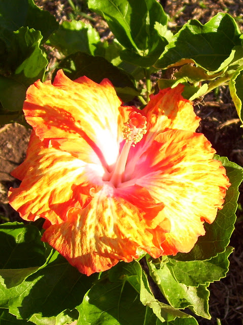  Hibiscus 'All Aglow'