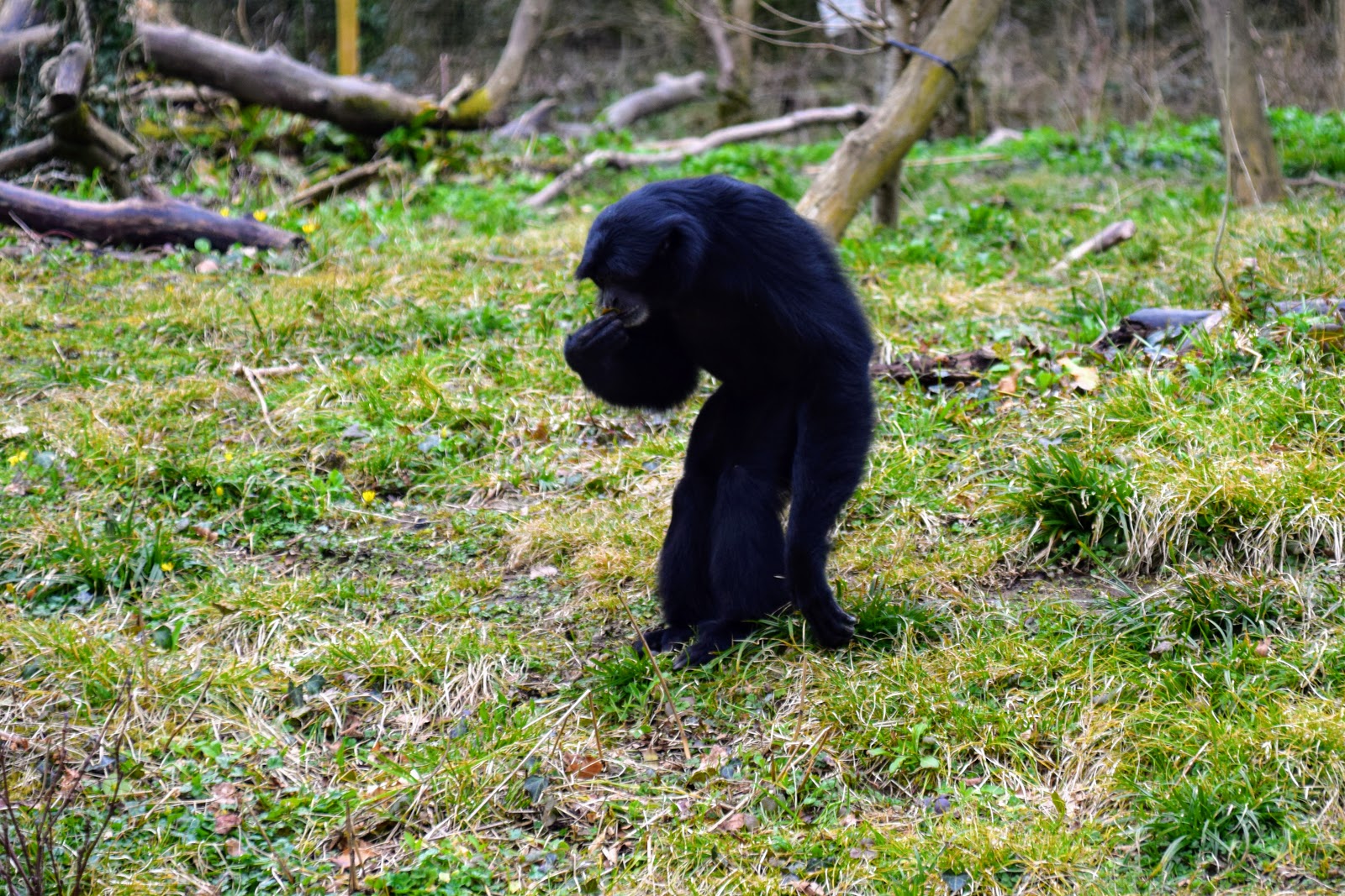 , Days Out Pembrokeshire: Manor Wildlife Park, March 2018
