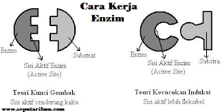 Pengertian, Macam-Macam, Klasifikasi, dan Cara Kerja Enzim, Beserta 5 Faktor Yang Mempengaruhi Cara Kerja Enzim