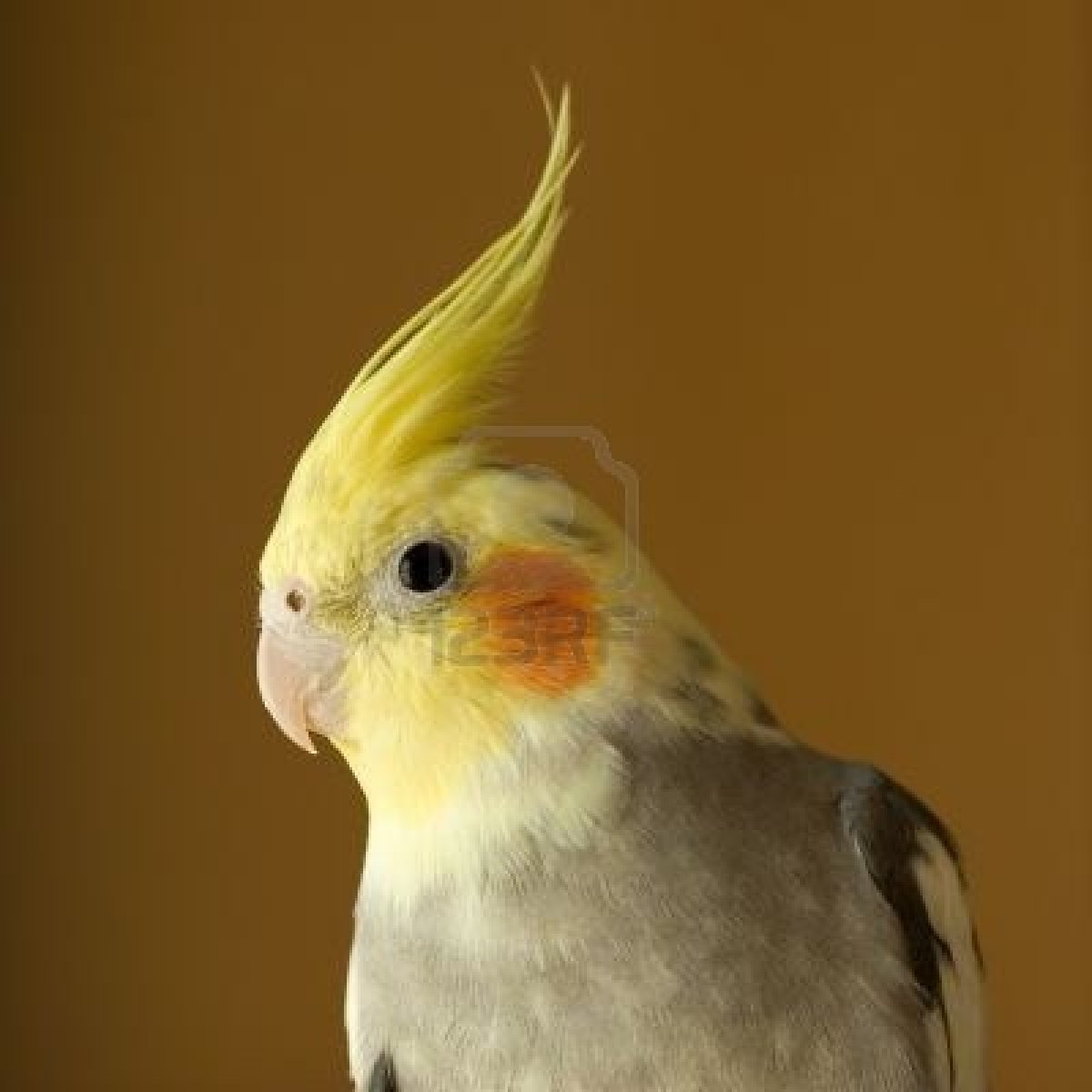 Bird Pet