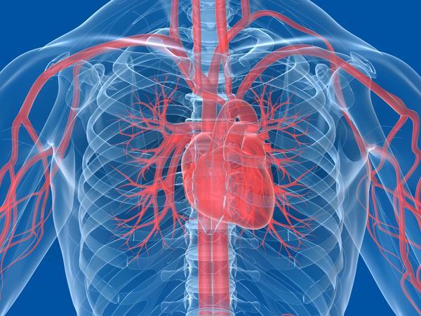How Nutrition Can Affect Cardiovascular Health