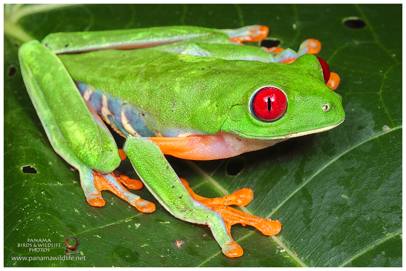 Featured species Redeyed Tree Frog (Agalychnis callidryas)