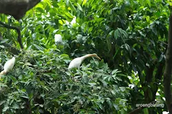 taman burung tmii jakarta