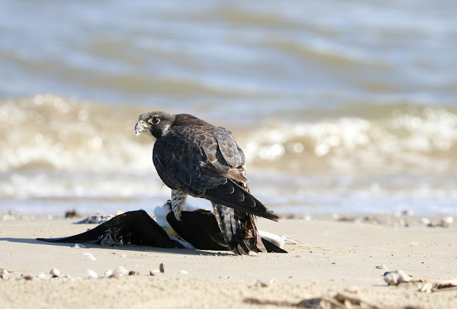 Peregrin Falcon