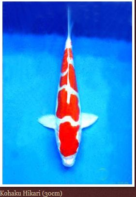 Gambar Koi Blitar Dari Juara Kontes